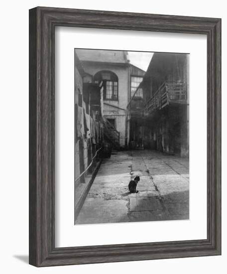 A Cat in a New Orleans Courtyard-null-Framed Photographic Print