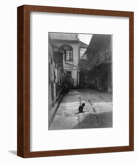 A Cat in a New Orleans Courtyard-null-Framed Photographic Print