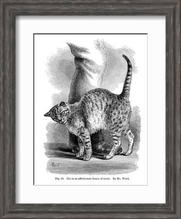 A Cat in Affectionate Frame of Mind, from the Expression and Emotions in Man and Animals, 1872' Giclee Print A Cat in Affectionate Frame of Mind, from the Expression and Emotions in Man and Animals, 1872' Giclee Print