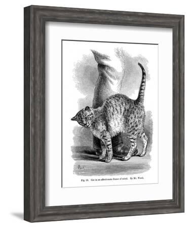 A Cat in Affectionate Frame of Mind, from the Expression and Emotions in Man  and Animals, 1872' Giclee Print 