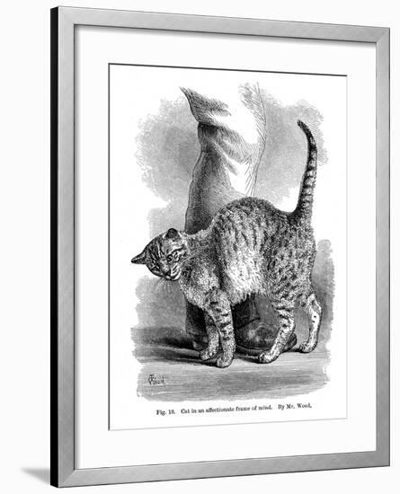 A Cat in Affectionate Frame of Mind, from the Expression and Emotions in Man and Animals, 1872-null-Framed Giclee Print