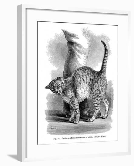 A Cat in Affectionate Frame of Mind, from the Expression and Emotions in Man and Animals, 1872-null-Framed Giclee Print