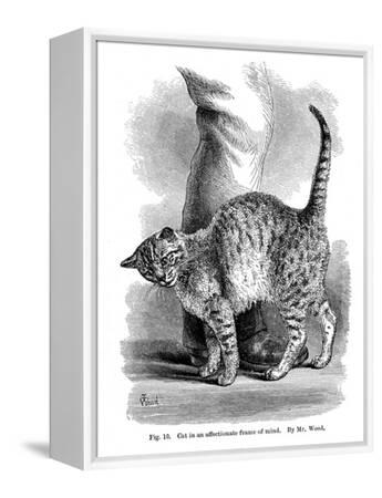 A Cat in Affectionate Frame of Mind, from the Expression and Emotions in Man and Animals, 1872' Giclee Print A Cat in Affectionate Frame of Mind, from the Expression and Emotions in Man and Animals, 1872' Giclee Print
