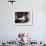 A Cat Joins its Owner Reading a Book at a Tokyo Cafe-null-Framed Photographic Print displayed on a wall