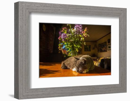 A cat taking a nap on a sunny table-Mark A Johnson-Framed Photographic Print