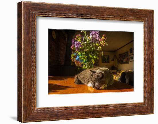 A cat taking a nap on a sunny table-Mark A Johnson-Framed Photographic Print