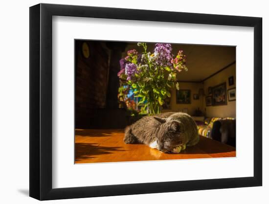 A cat taking a nap on a sunny table-Mark A Johnson-Framed Photographic Print