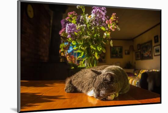 A cat taking a nap on a sunny table-Mark A Johnson-Mounted Photographic Print