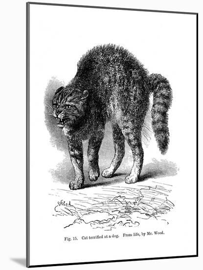 A Cat Terrified by a Dog, 1872-null-Mounted Giclee Print