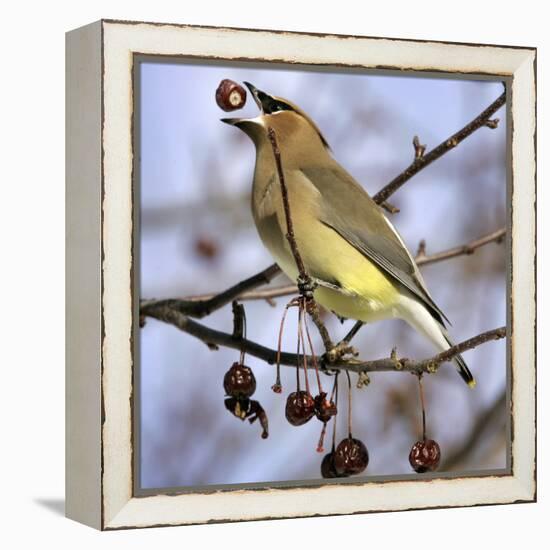 A Cedar Waxwing Tosses up a Fruit from a Flowering Crab Tree, Freeport, Maine, January 23, 2007-Robert F. Bukaty-Framed Premier Image Canvas