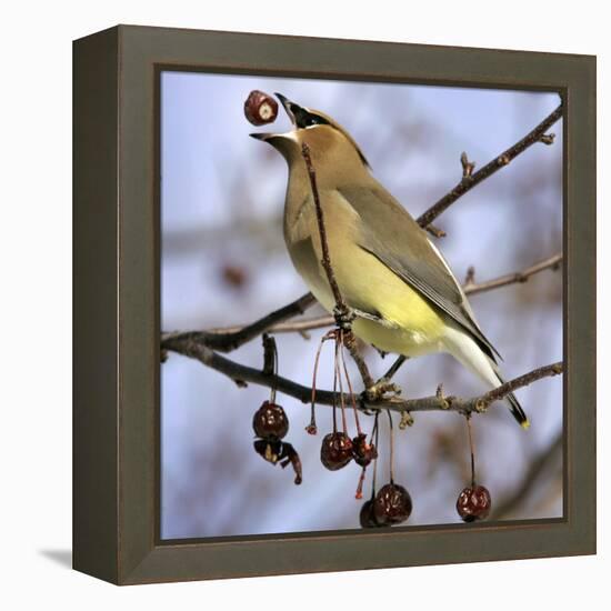 A Cedar Waxwing Tosses up a Fruit from a Flowering Crab Tree, Freeport, Maine, January 23, 2007-Robert F. Bukaty-Framed Premier Image Canvas