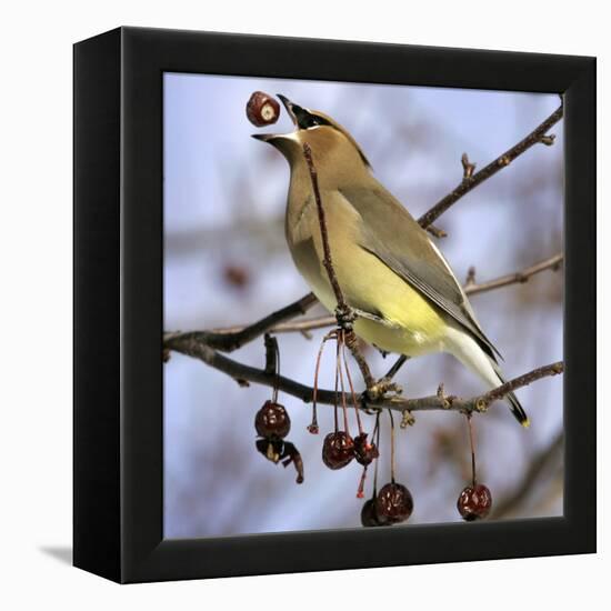 A Cedar Waxwing Tosses up a Fruit from a Flowering Crab Tree, Freeport, Maine, January 23, 2007-Robert F. Bukaty-Framed Premier Image Canvas
