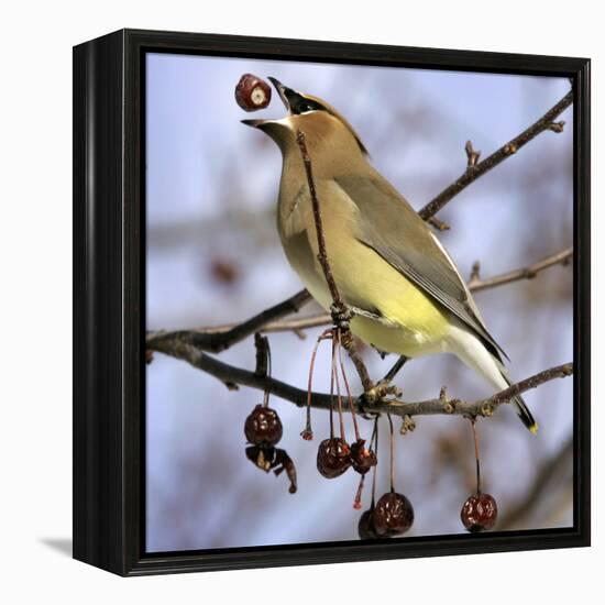 A Cedar Waxwing Tosses up a Fruit from a Flowering Crab Tree, Freeport, Maine, January 23, 2007-Robert F. Bukaty-Framed Premier Image Canvas