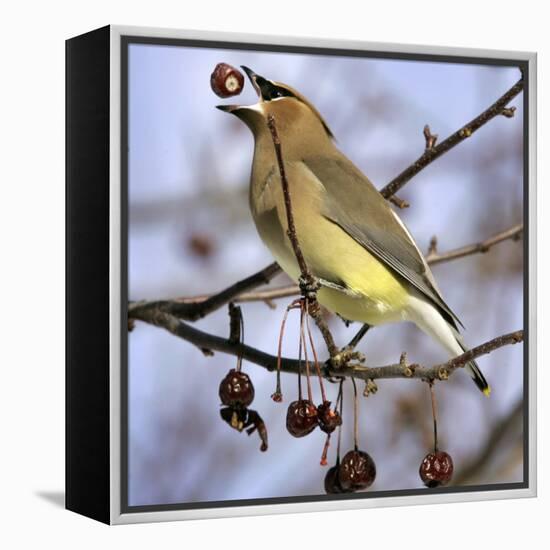 A Cedar Waxwing Tosses up a Fruit from a Flowering Crab Tree, Freeport, Maine, January 23, 2007-Robert F. Bukaty-Framed Premier Image Canvas