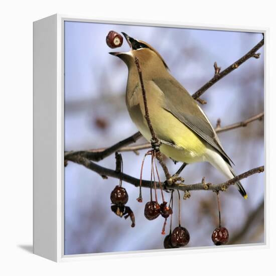 A Cedar Waxwing Tosses up a Fruit from a Flowering Crab Tree, Freeport, Maine, January 23, 2007-Robert F. Bukaty-Framed Premier Image Canvas