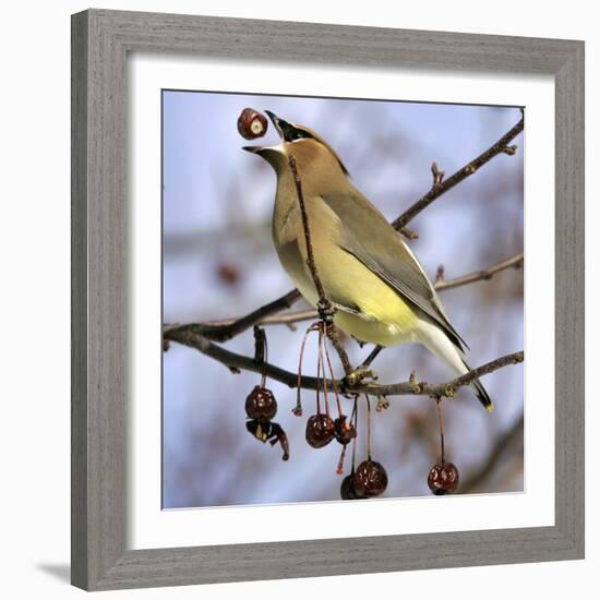 A Cedar Waxwing Tosses up a Fruit from a Flowering Crab Tree, Freeport, Maine, January 23, 2007-Robert F. Bukaty-Framed Photographic Print