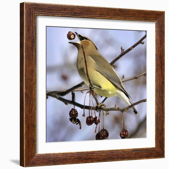 A Cedar Waxwing Tosses up a Fruit from a Flowering Crab Tree, Freeport, Maine, January 23, 2007-Robert F. Bukaty-Framed Photographic Print