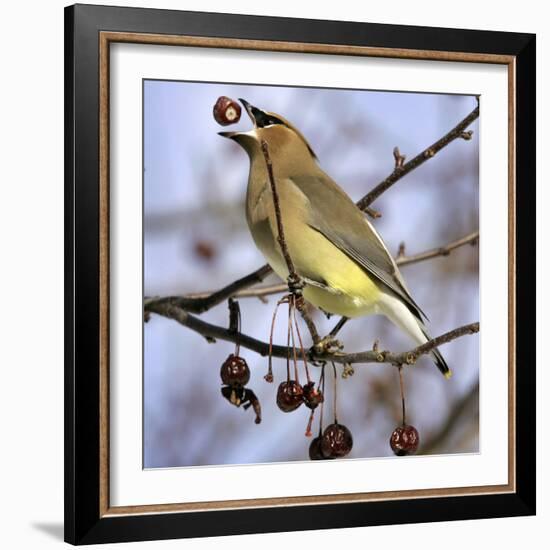 A Cedar Waxwing Tosses up a Fruit from a Flowering Crab Tree, Freeport, Maine, January 23, 2007-Robert F. Bukaty-Framed Photographic Print