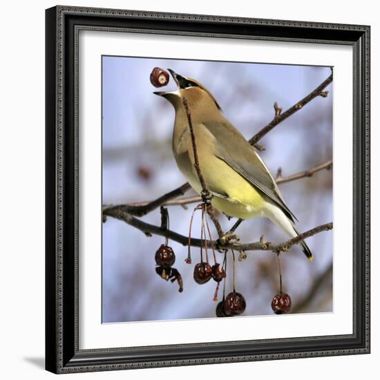 A Cedar Waxwing Tosses up a Fruit from a Flowering Crab Tree, Freeport, Maine, January 23, 2007-Robert F. Bukaty-Framed Photographic Print