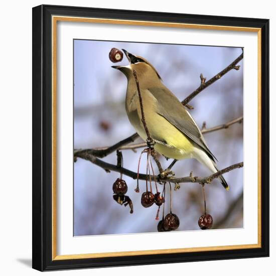 A Cedar Waxwing Tosses up a Fruit from a Flowering Crab Tree, Freeport, Maine, January 23, 2007-Robert F. Bukaty-Framed Photographic Print