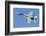 A Cf-188 Hornet of the Royal Canadian Air Force-Stocktrek Images-Framed Photographic Print