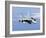 A CF-188A Hornet of the Royal Canadian Air Force-Stocktrek Images-Framed Photographic Print