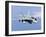 A CF-188A Hornet of the Royal Canadian Air Force-Stocktrek Images-Framed Photographic Print