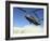 A CH-47 Chinook Prepares to Land-Stocktrek Images-Framed Photographic Print