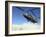 A CH-47 Chinook Prepares to Land-Stocktrek Images-Framed Photographic Print