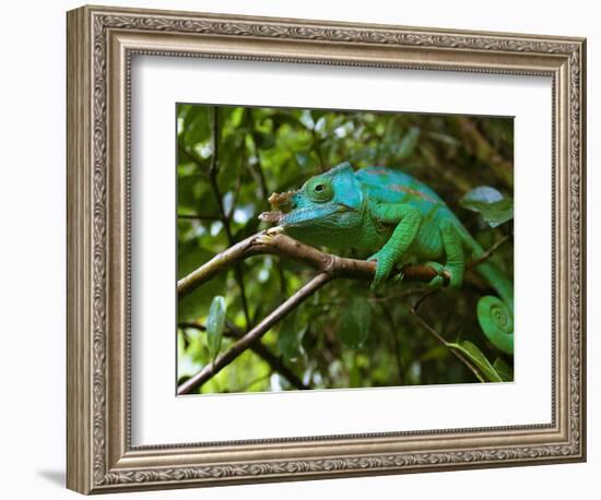 A Chameleon Sits on a Branch of a Tree in Madagascar's Mantadia National Park Sunday June 18, 2006-Jerome Delay-Framed Photographic Print