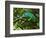 A Chameleon Sits on a Branch of a Tree in Madagascar's Mantadia National Park Sunday June 18, 2006-Jerome Delay-Framed Photographic Print