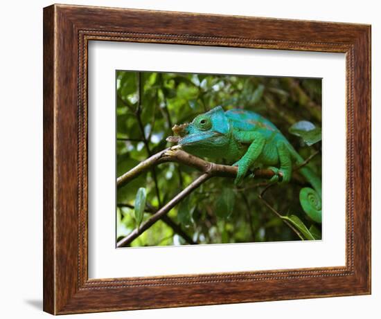 A Chameleon Sits on a Branch of a Tree in Madagascar's Mantadia National Park Sunday June 18, 2006-Jerome Delay-Framed Photographic Print