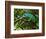 A Chameleon Sits on a Branch of a Tree in Madagascar's Mantadia National Park Sunday June 18, 2006-Jerome Delay-Framed Photographic Print