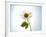 A Chamomile Flower-Jo Van Den Berg-Framed Photographic Print