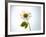 A Chamomile Flower-Jo Van Den Berg-Framed Photographic Print