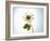 A Chamomile Flower-Jo Van Den Berg-Framed Photographic Print