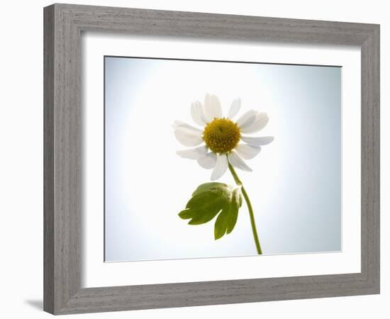 A Chamomile Flower-Jo Van Den Berg-Framed Photographic Print