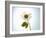 A Chamomile Flower-Jo Van Den Berg-Framed Photographic Print