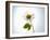 A Chamomile Flower-Jo Van Den Berg-Framed Photographic Print