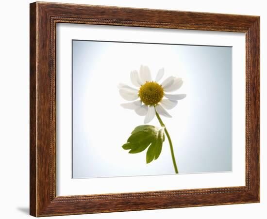 A Chamomile Flower-Jo Van Den Berg-Framed Photographic Print