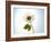 A Chamomile Flower-Jo Van Den Berg-Framed Photographic Print