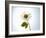 A Chamomile Flower-Jo Van Den Berg-Framed Photographic Print