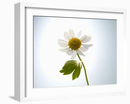 A Chamomile Flower-Jo Van Den Berg-Framed Photographic Print