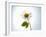 A Chamomile Flower-Jo Van Den Berg-Framed Photographic Print