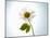 A Chamomile Flower-Jo Van Den Berg-Mounted Photographic Print
