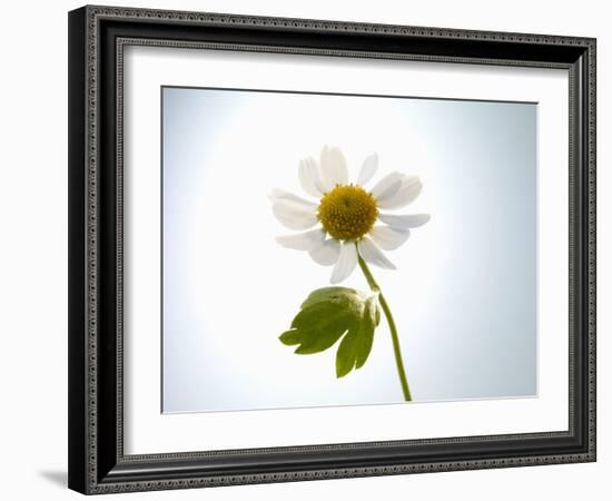 A Chamomile Flower-Jo Van Den Berg-Framed Photographic Print