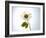 A Chamomile Flower-Jo Van Den Berg-Framed Photographic Print