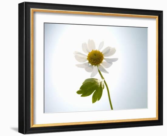 A Chamomile Flower-Jo Van Den Berg-Framed Photographic Print