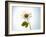 A Chamomile Flower-Jo Van Den Berg-Framed Photographic Print