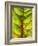 A Chard Leaf-Ottmar Diez-Framed Photographic Print